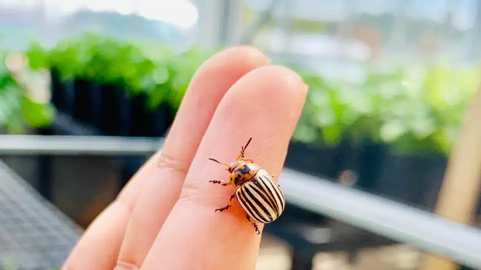 Throwing a Wrench in the Pesticide Treadmill Foundation for Food