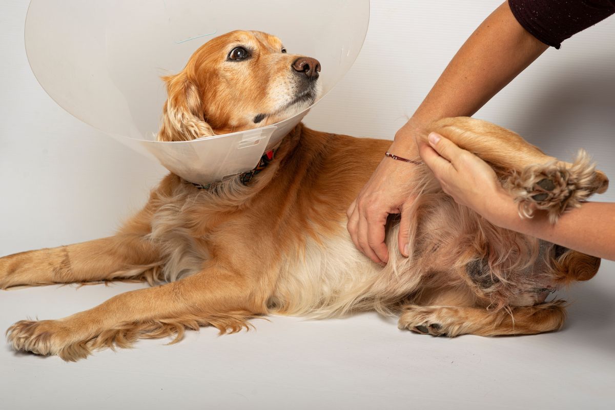 Pet Surgery In Jonesborough TN Foundations Animal Hospital