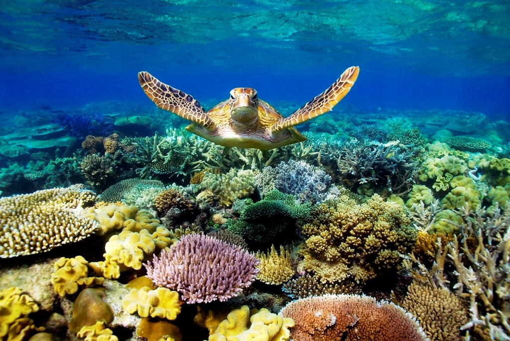 Explore the Natural Beauty of The Great Barrier Reef Found The World