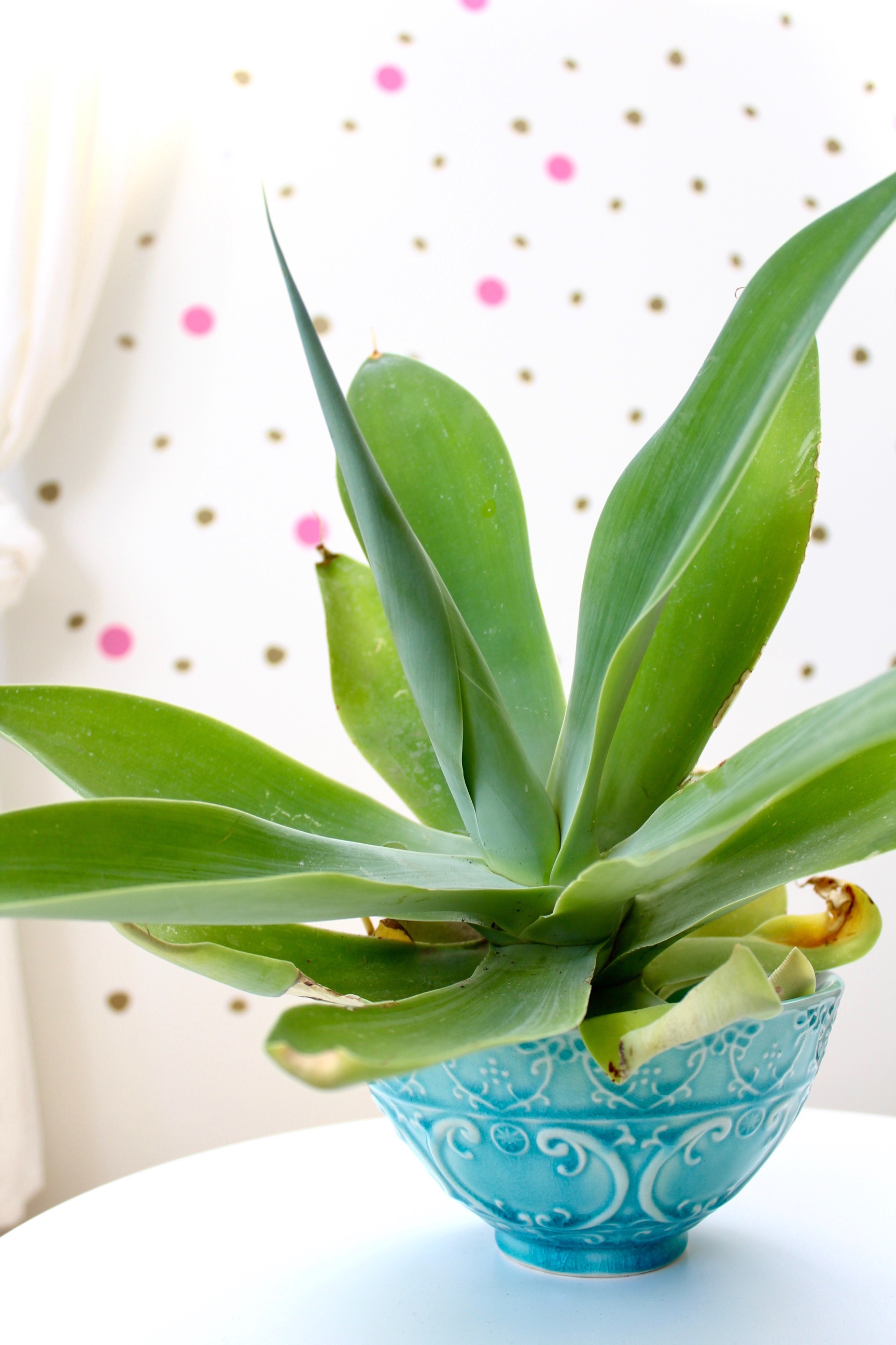 agave - kids bedroom ideas