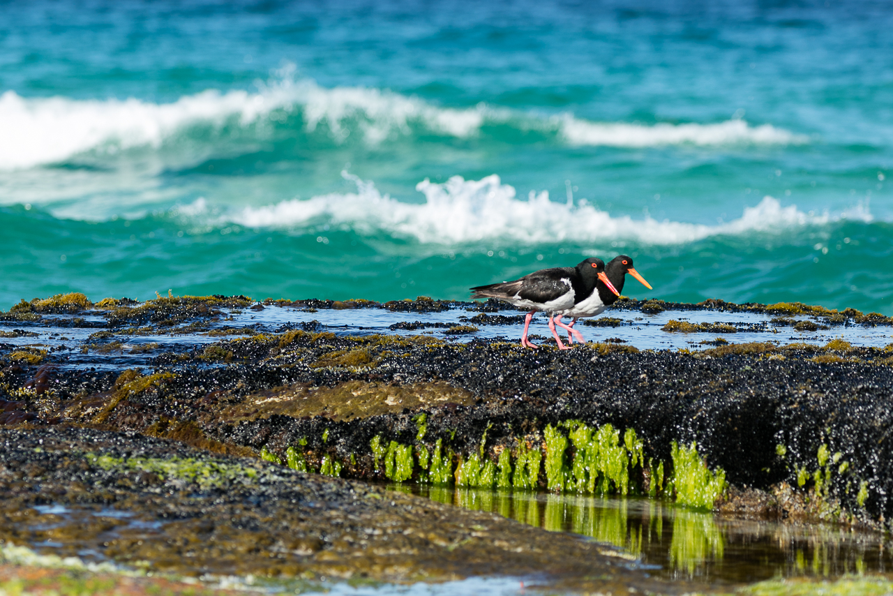 untitled7 Four Corners Australia