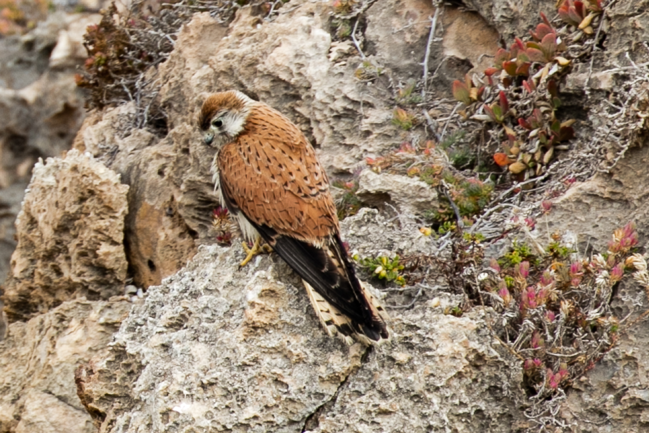 falcon5 Four Corners Australia