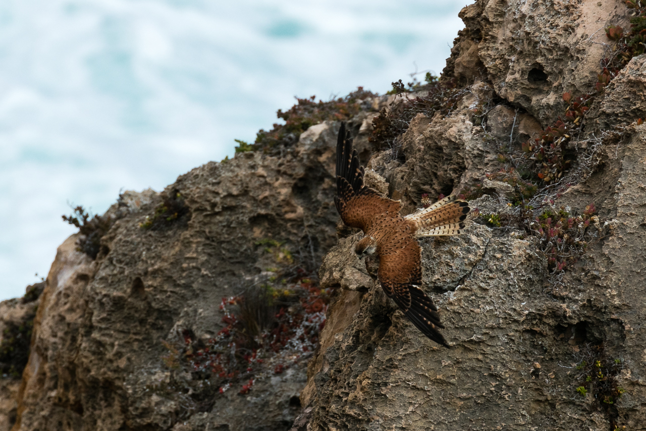falcon6 Four Corners Australia