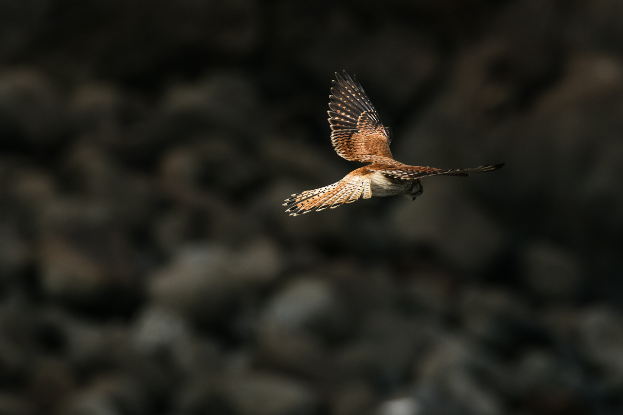 falcon9 Four Corners Australia