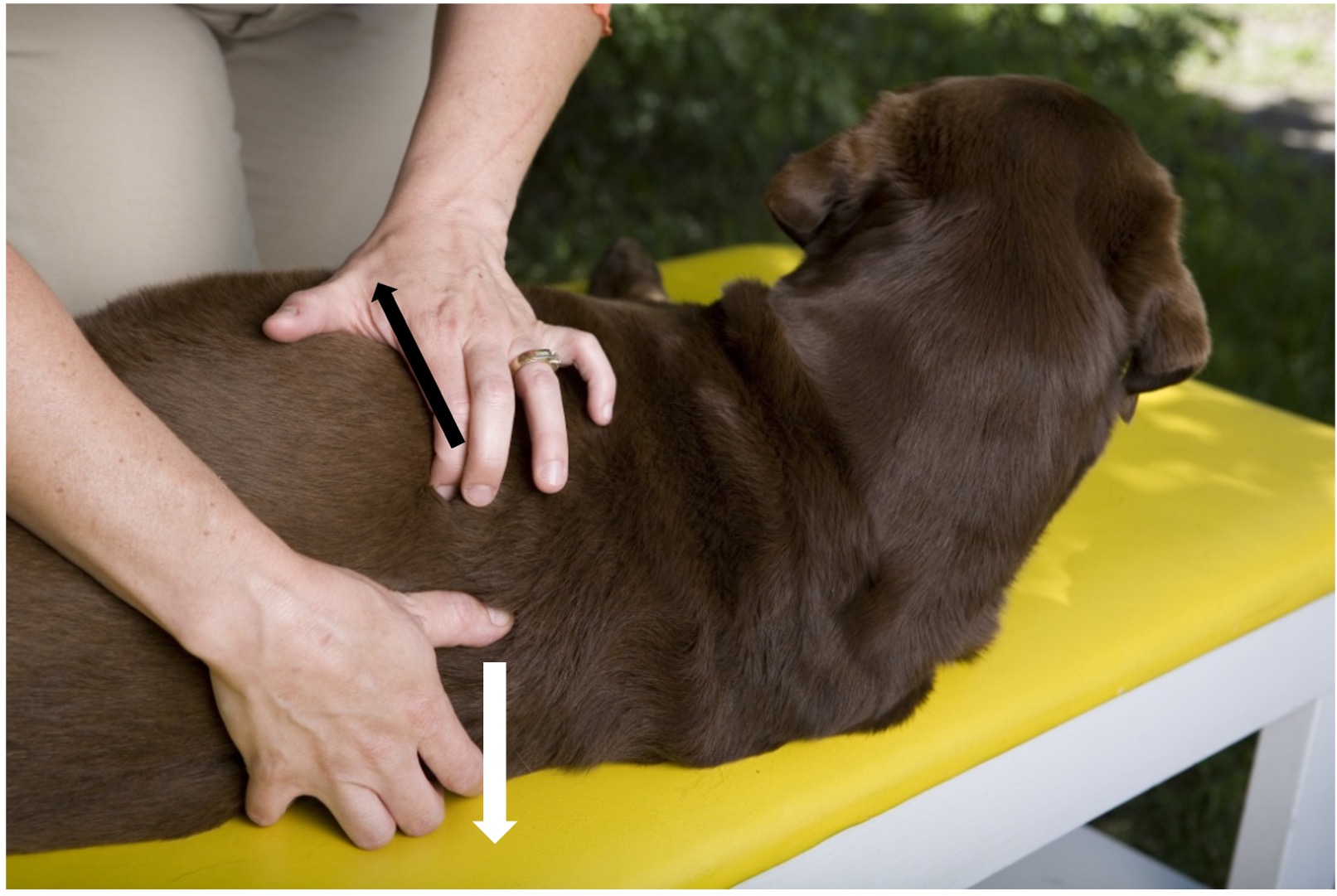 Four Leg Rehab Inc Laurie’s Blog