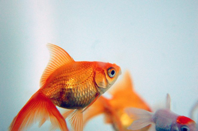 Owning a Pet Goldfish Everything You Need to Know