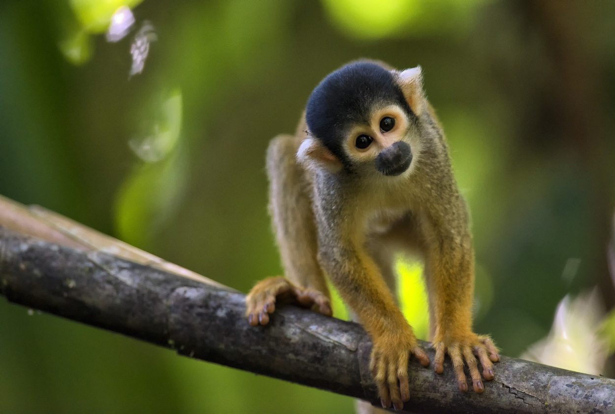 Most Exotic Animals Some Are Endangered Species