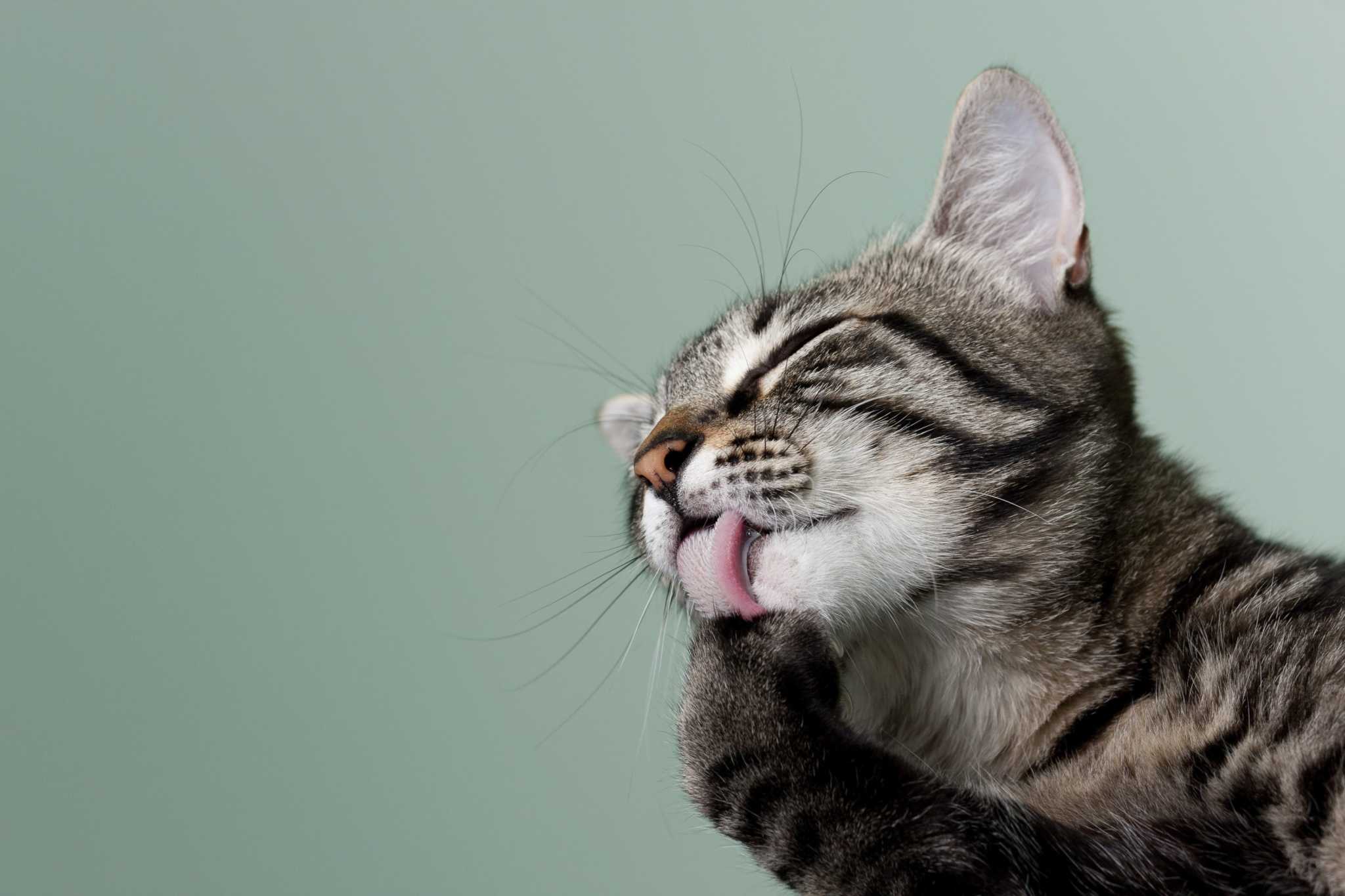 Cat Grooming Tips You Need To Know