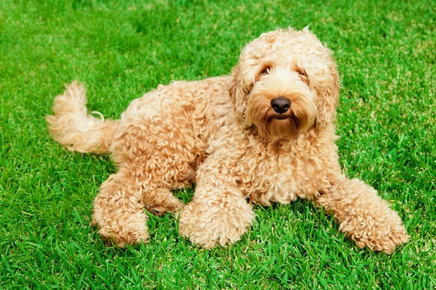 Poodle Mix Everything You Need To Know