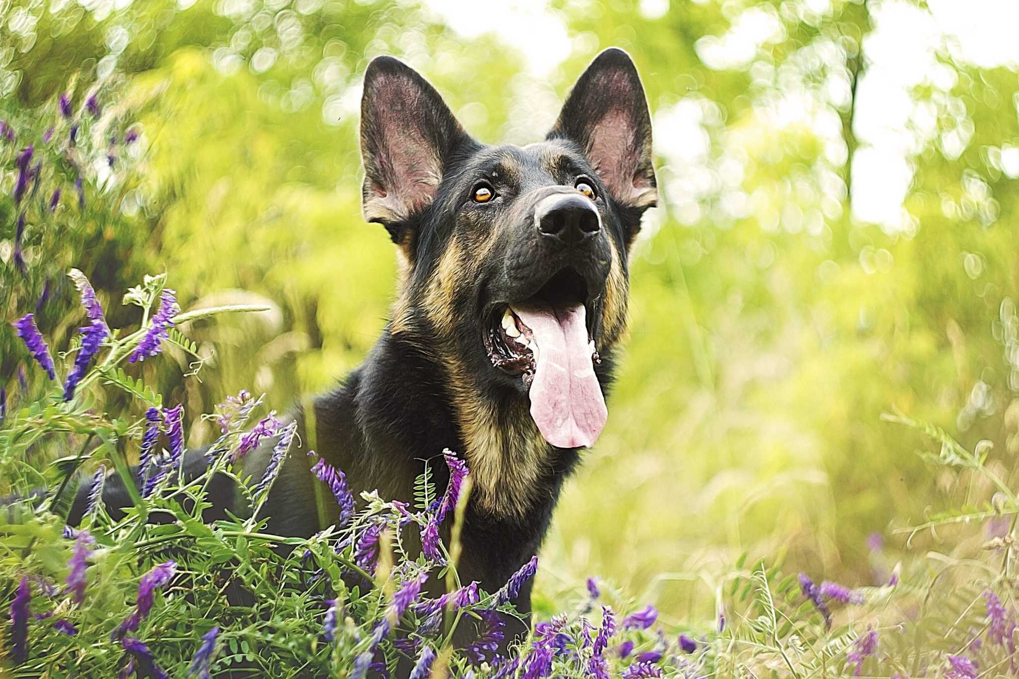 German Shepherd Facts 8 Things Everyone Should Know