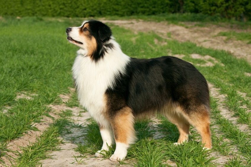 Australian Shepherds Facts You'll Love