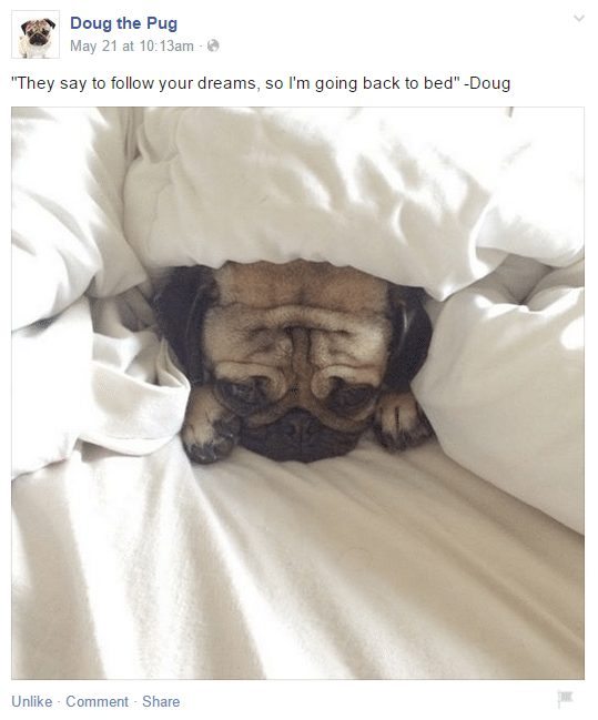 Doug The Pug Is Literally You Four Legged Guru