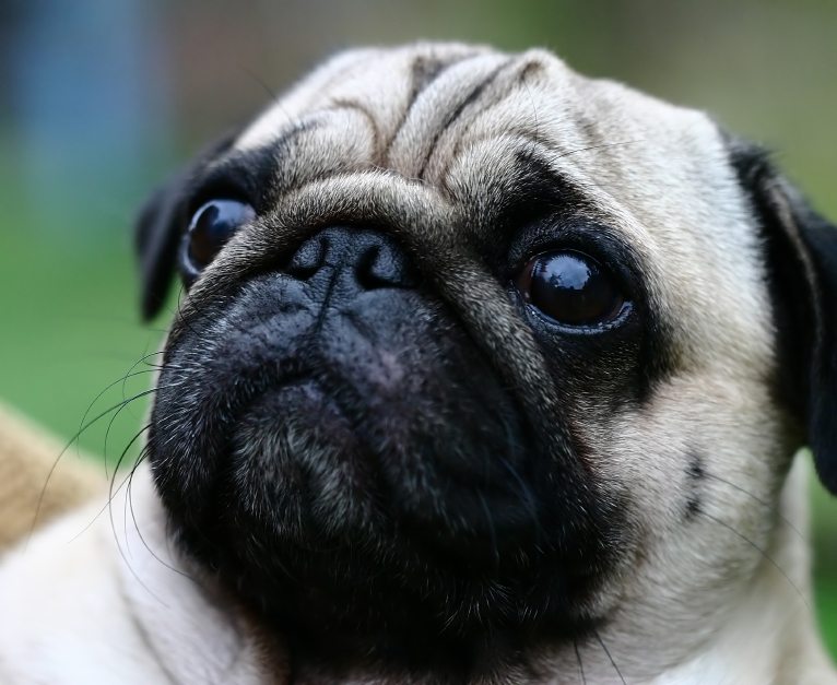 15 Pug Facts That Everyone Needs To Know!