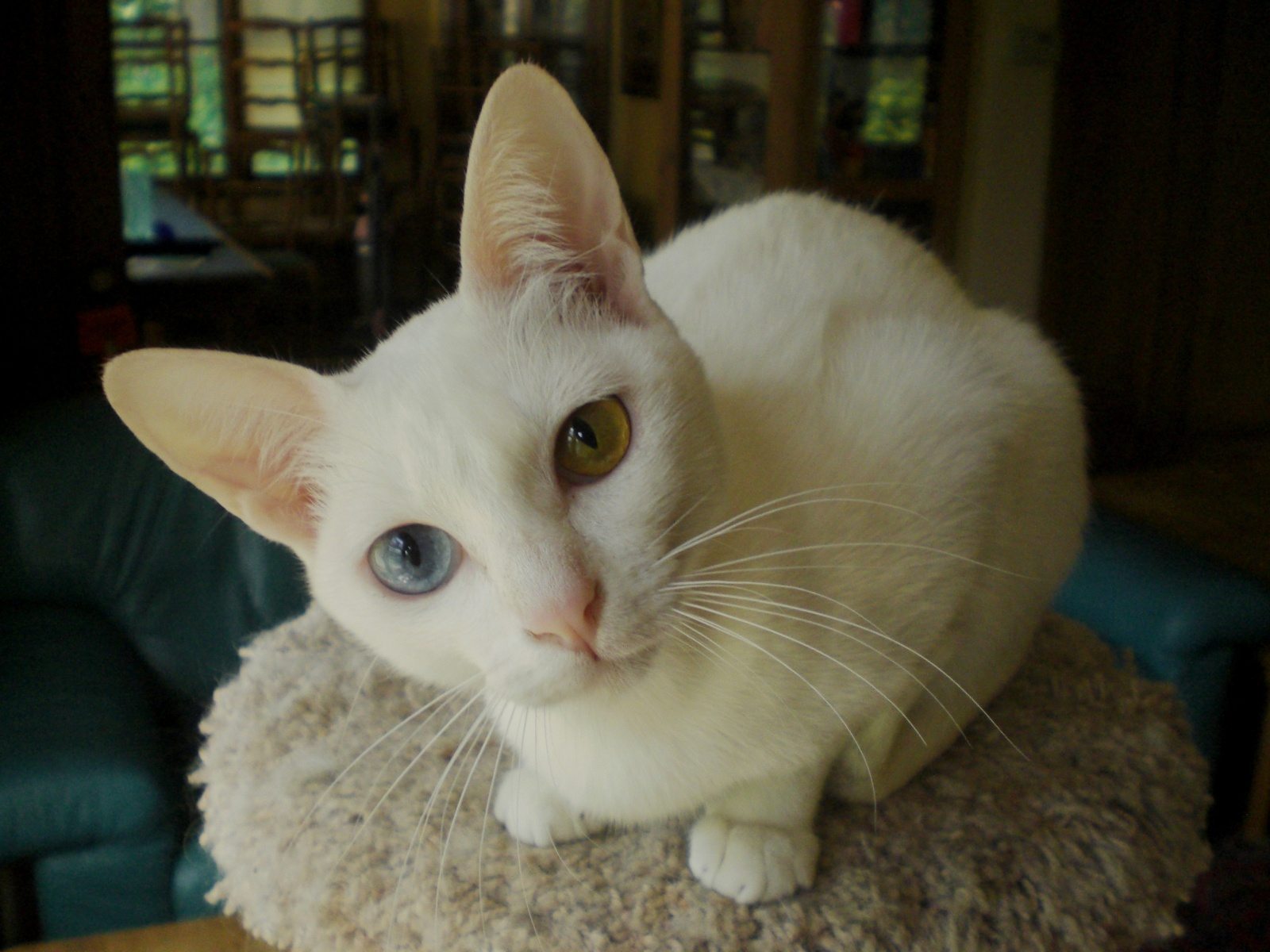 15 Most Unique Cat Breeds