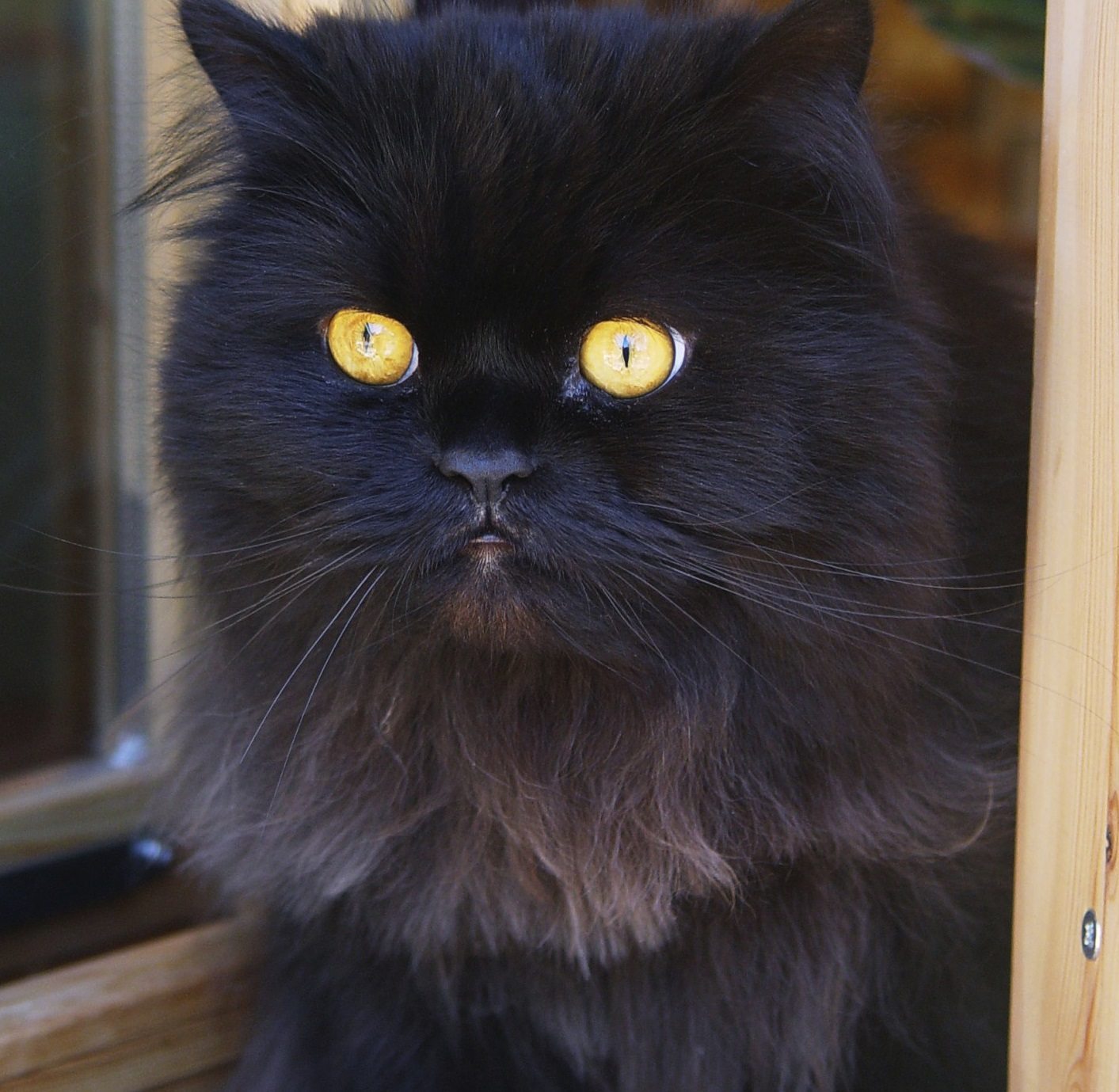10 Awesome Black Cat Facts