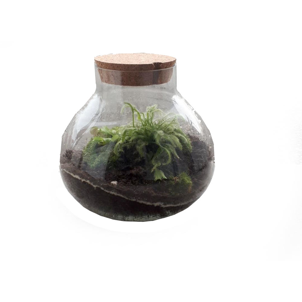 Kit Terrarium à plantes Carnivores LED 15cm Fourmiculture