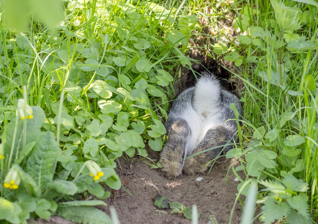 Why Do Rabbits Burrow? Four Paw City