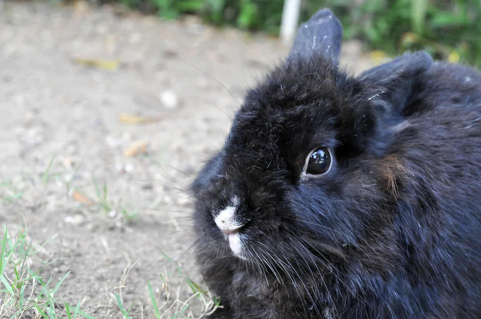 12 Black Rabbit Breeds Four Paw City