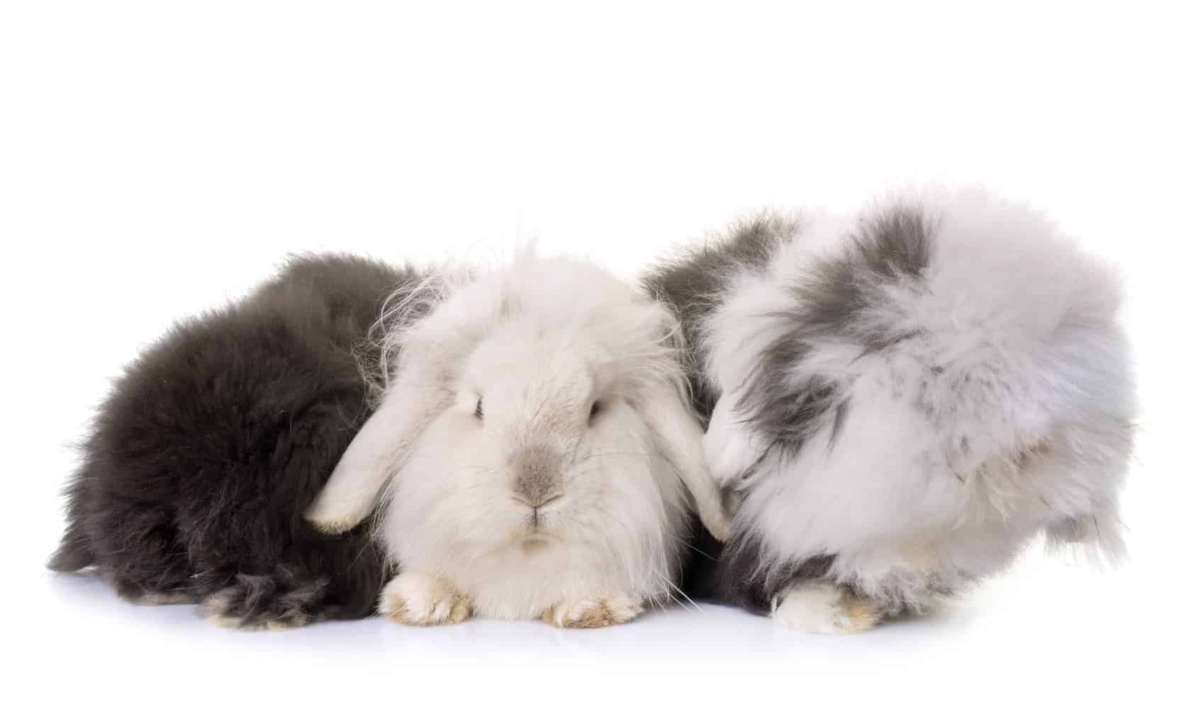 7 Long Haired Rabbit Breeds Four Paw City