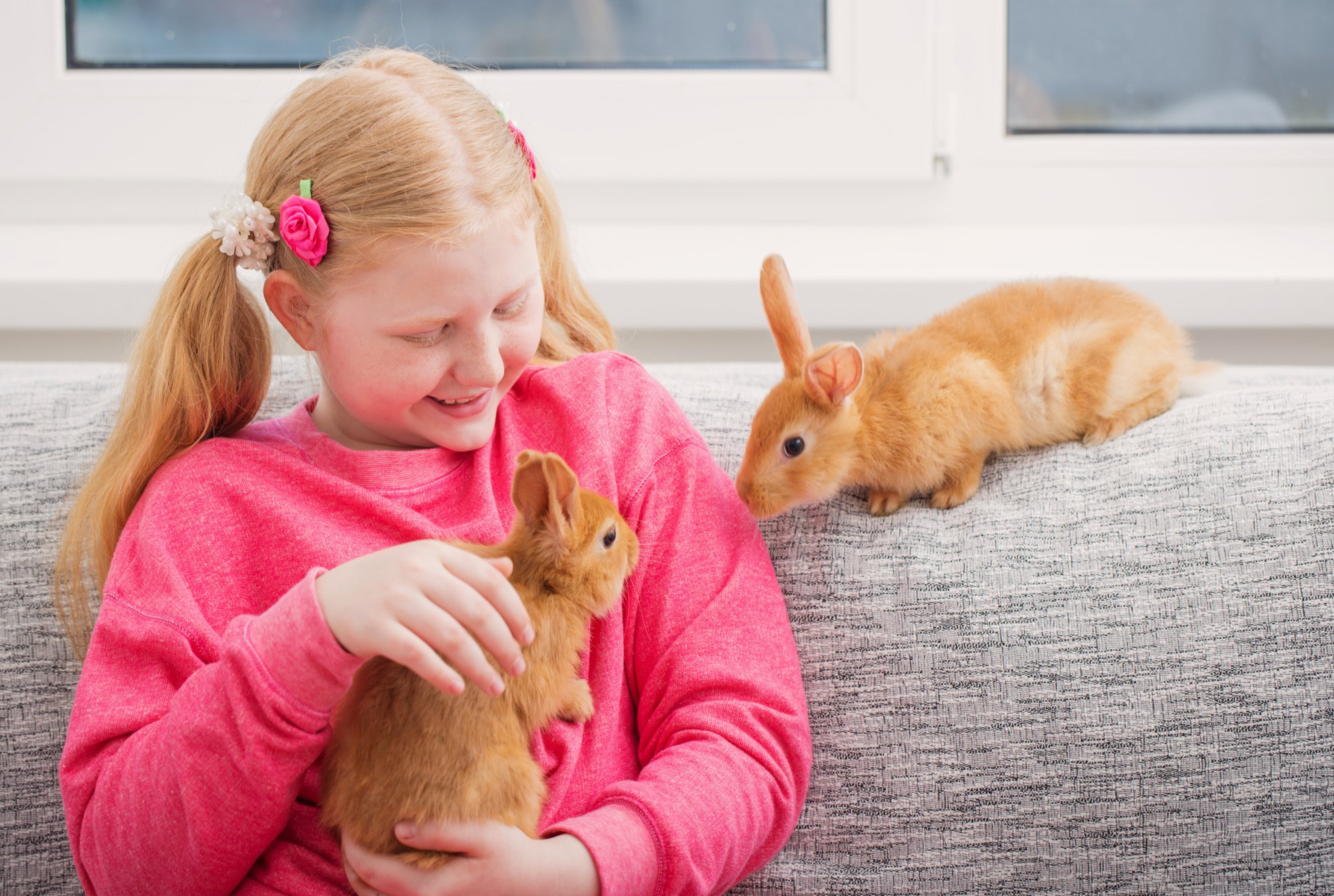 Friendliest Rabbit Breeds (Our Top 10 Picks) Four Paw City
