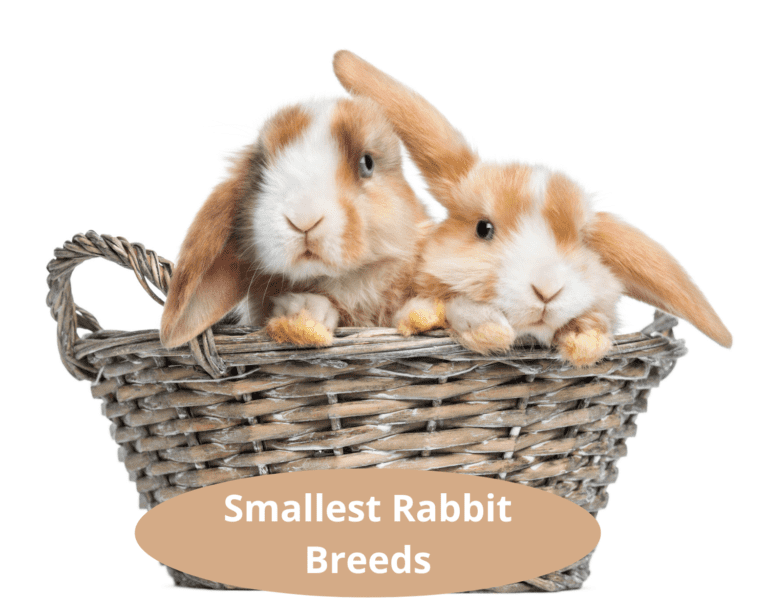 Smallest Rabbit Breeds (8 Examples) Four Paw City