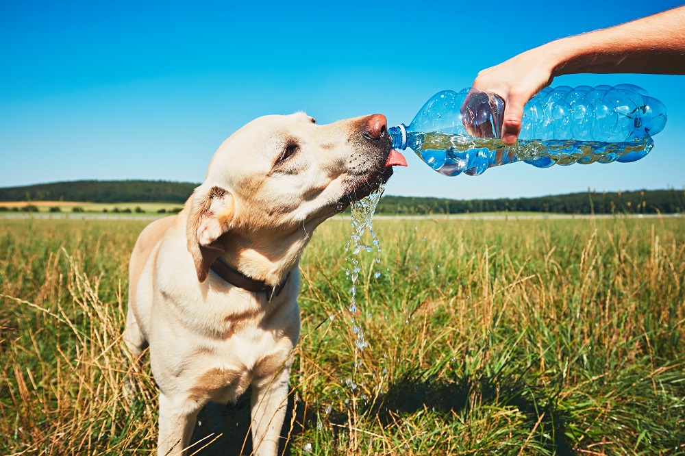Important Reasons to Only Give Your Dog Filtered Water Four Paw Ideas