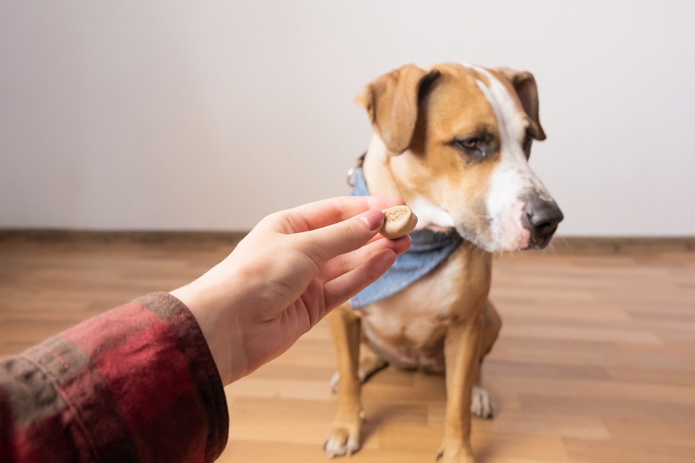The Best Dog Training Treats Soft Treats Versus Stinky Treats Four