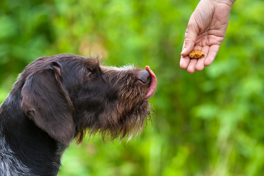 Dog Treats Dangerous Fillers Pet Tips Four Paw Ideas