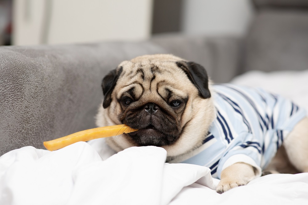 The Top Reasons Why You Should Not Feed Your Dog Starchy Carbohydrates Four Paw Ideas