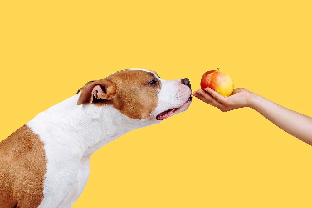 Did You Know Fermented Apples Can Be A Healthy Dog Treat Four Paw Ideas