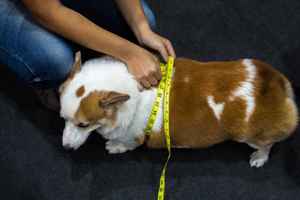 The Best Treats To Train An Overweight Dog With Four Paw Ideas