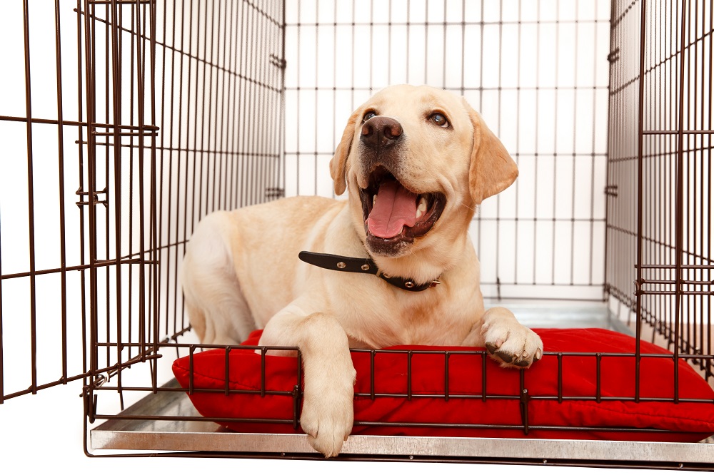 Best Dog Crate for Pups, Adults, & Seniors 2021 Buyer’s Guide