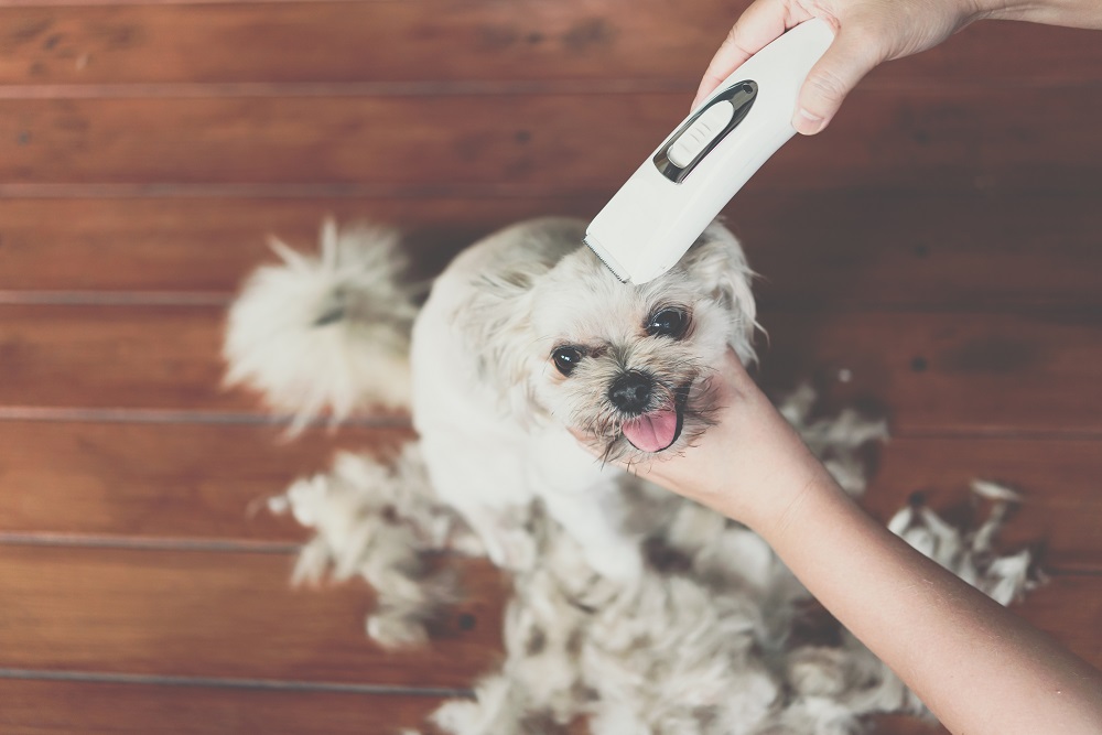 Best Dog Clippers Buyer’s Guide for 2021