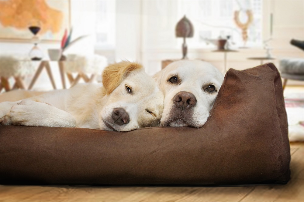Best Dog Beds for Labs Buyer's Guide & Top 6 Beds