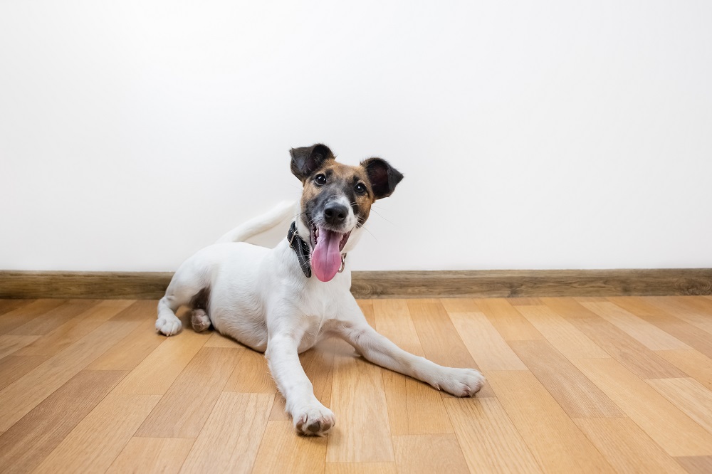 Best Floors for Dogs Buyer's Guide & Top 5 Picks