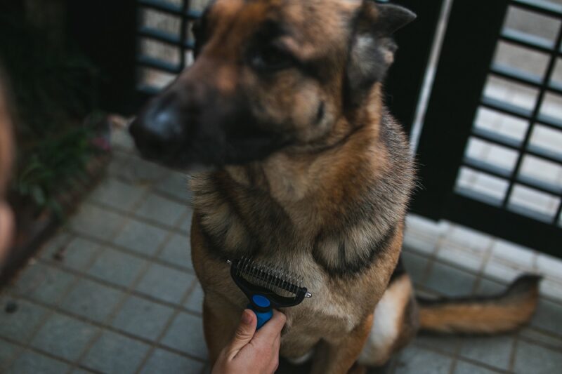 Best Brush for German Shepherd Top 6 Brushes & Epic Buyer's Guide
