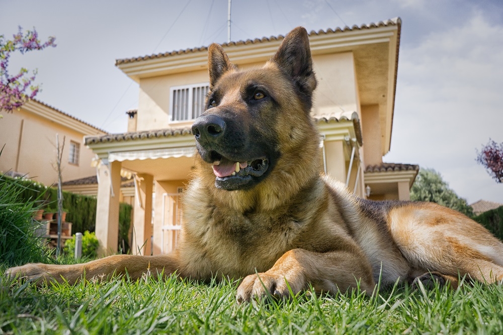 Best Underground Dog Fence in 2021 FULL Buyer's Guide