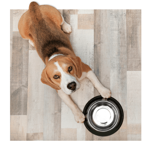 Home Four Paws Pet Spa