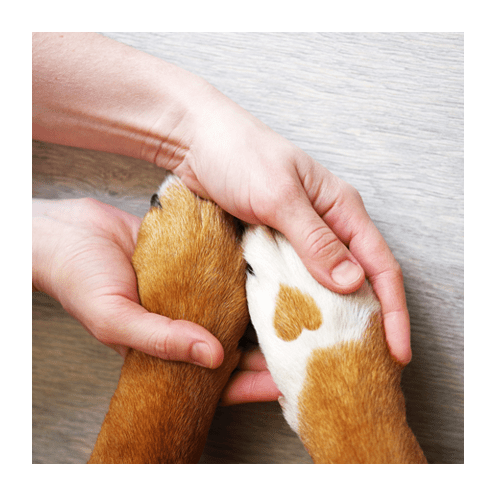 Home Four Paws Pet Spa