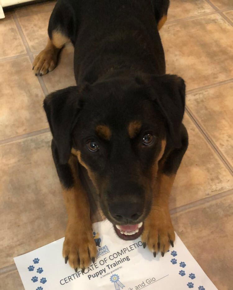 Bergen County NJ, Rockland County NY private puppy training