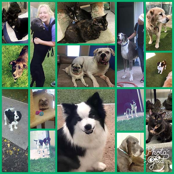 DAY CARE Four Paws Pet Resort