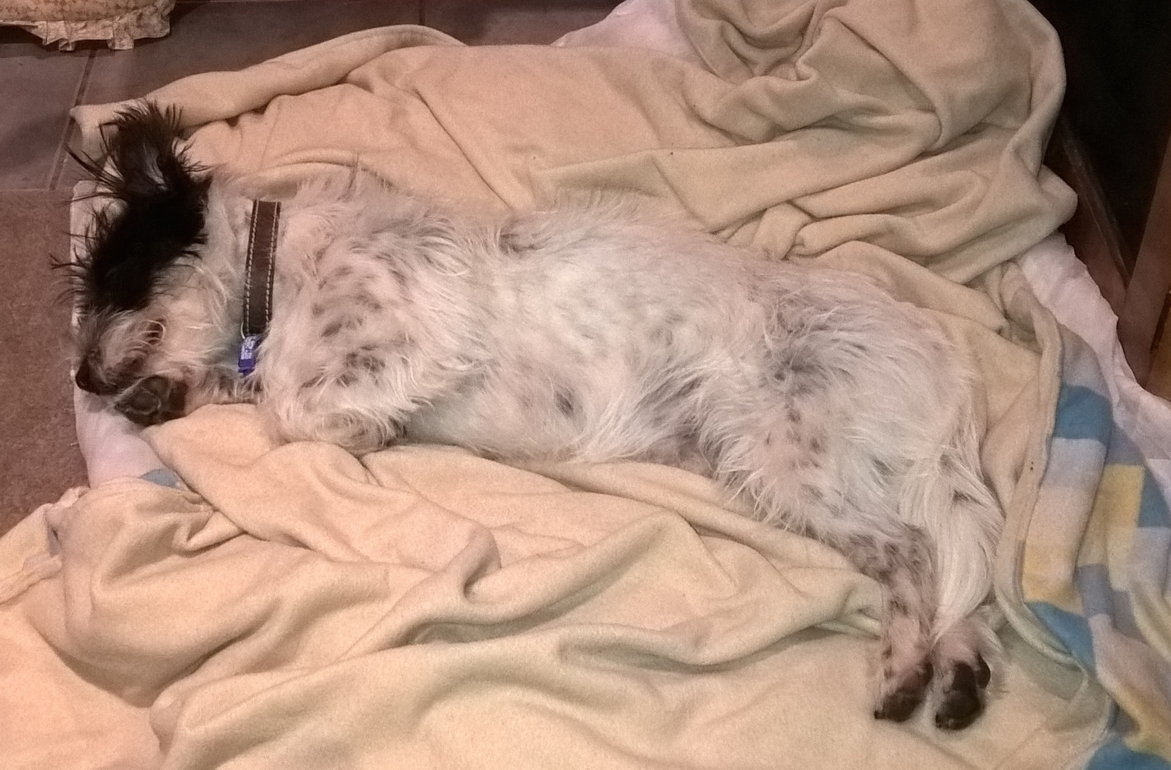 Max Four Paws K9 Training