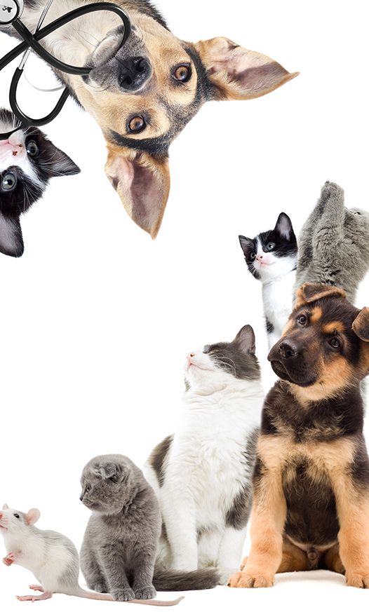 Four Paws Pet Cremation Service