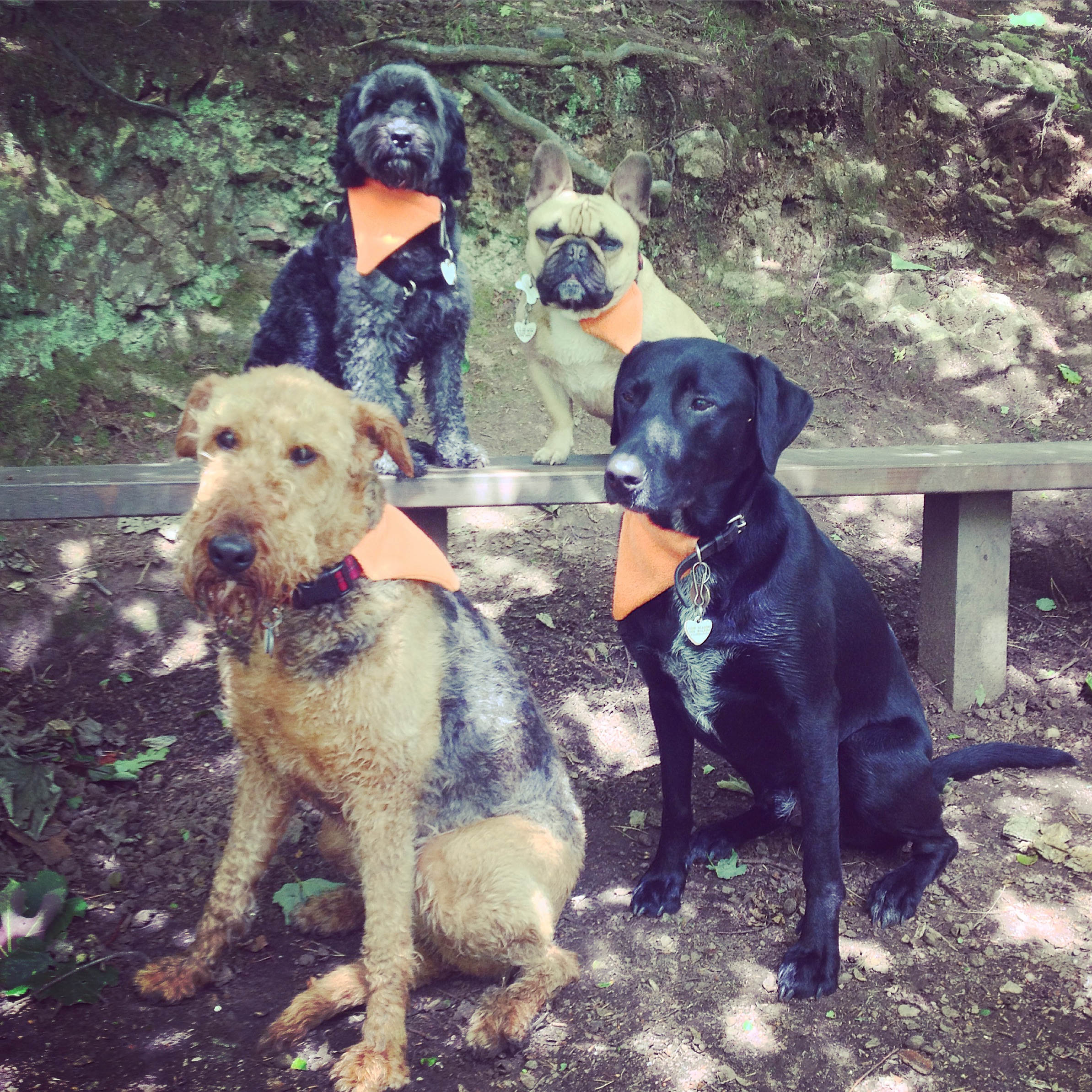 Birthdays and chillaxing… Four Seasons Dog Walking, Edinburgh