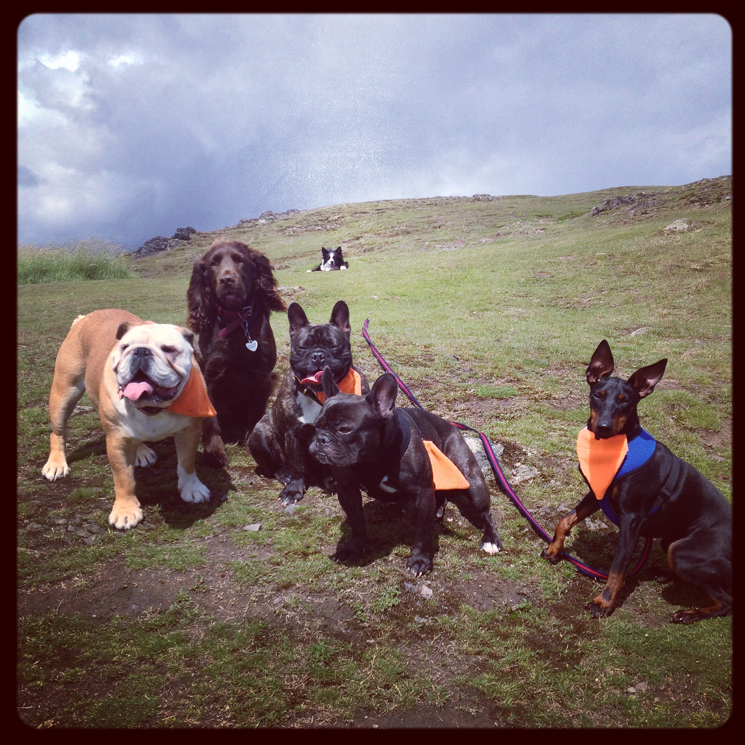 Birthdays and chillaxing… Four Seasons Dog Walking, Edinburgh