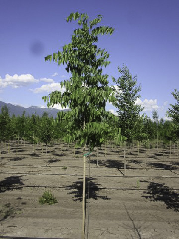 Hackberry Four Seasons Nursery