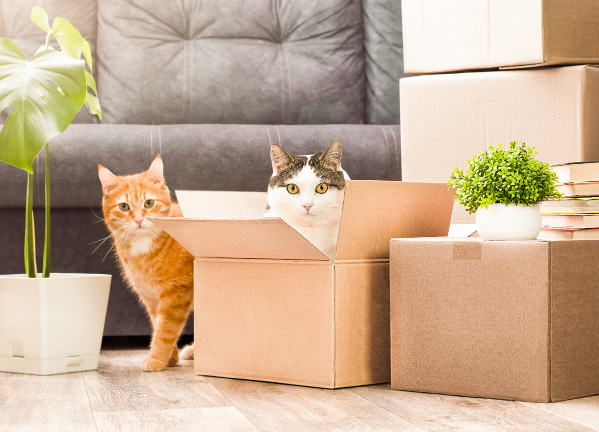 Purrfect Moves Tips for Moving to a New Apartment with Your Cat · Four Walls by Rentler
