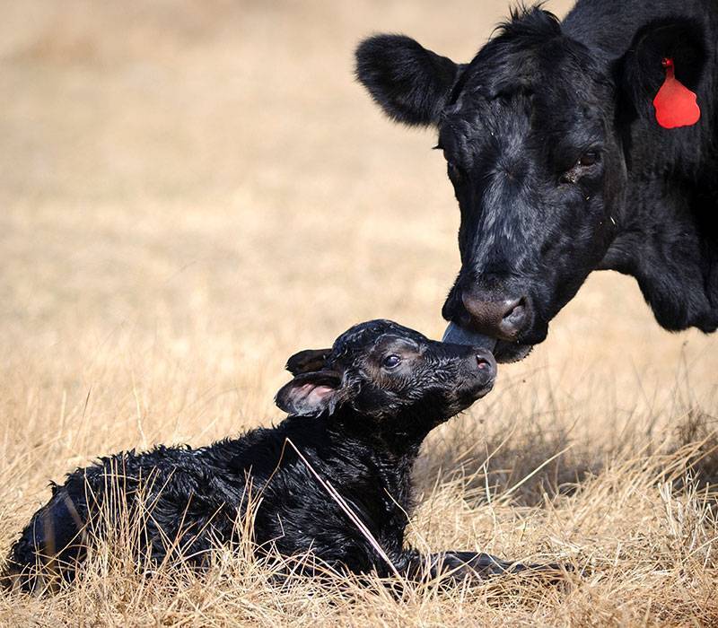 Calf Optimizer Gel Four Winds Angus