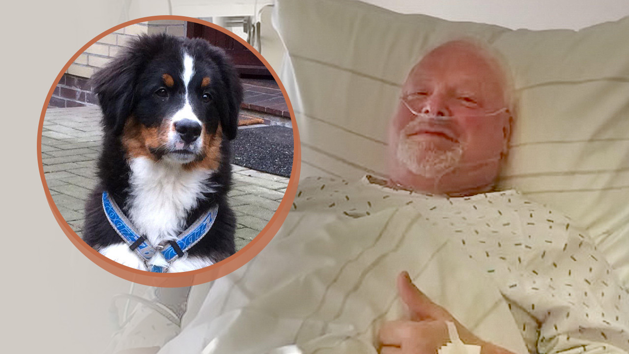 Drama auf der Suche nach entlaufenem Hund Herzinfarkt aus Angst um Welpen „Willy” Fraja Maroc