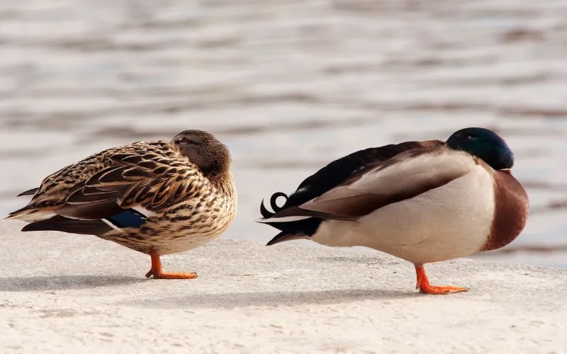 How Do Ducks Sleep? 2 Interesting Facts About Ducks Sleep!